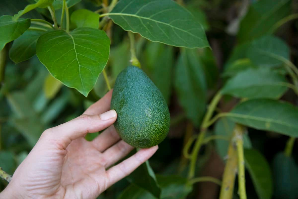 business plan for avocado farm