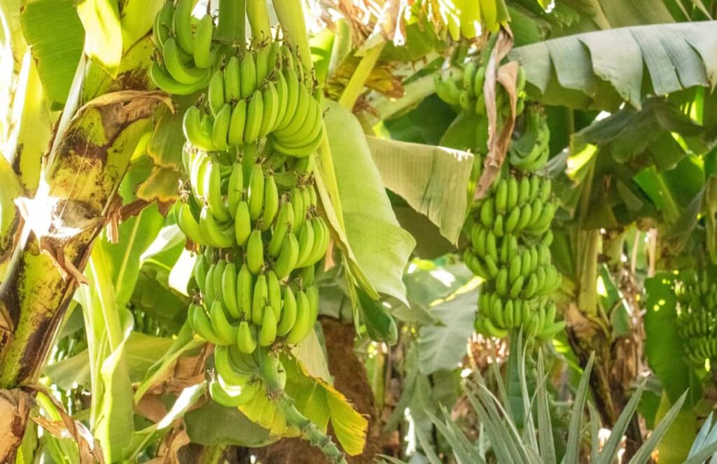 Banana Farm