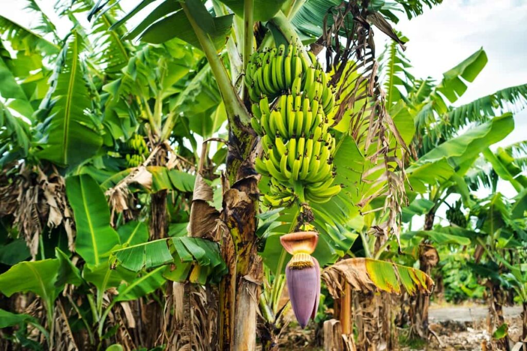 Banana Harvest