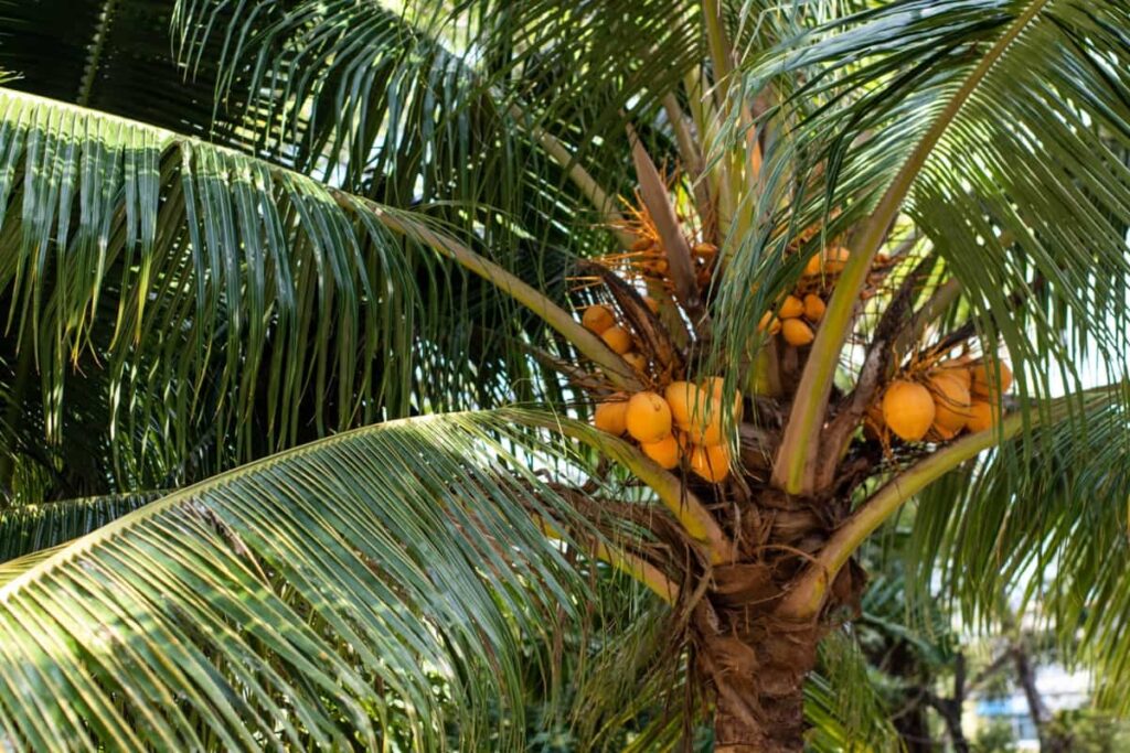 Orange Coconut Farming