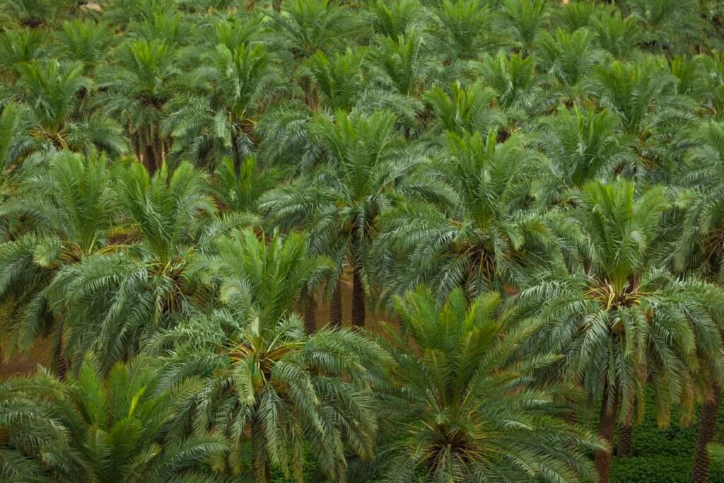 Date Palm Orchard Management