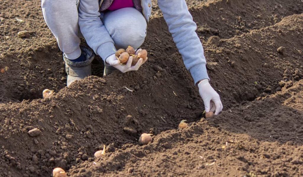 Potato Soil Preparation