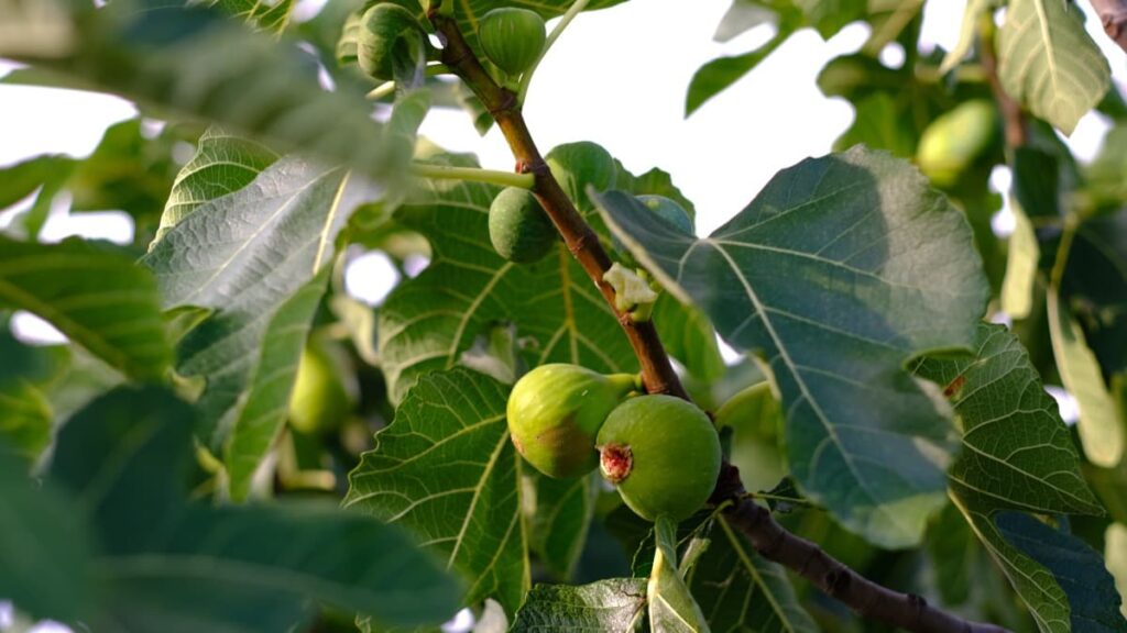 Fig/Anjeer Orchard Management