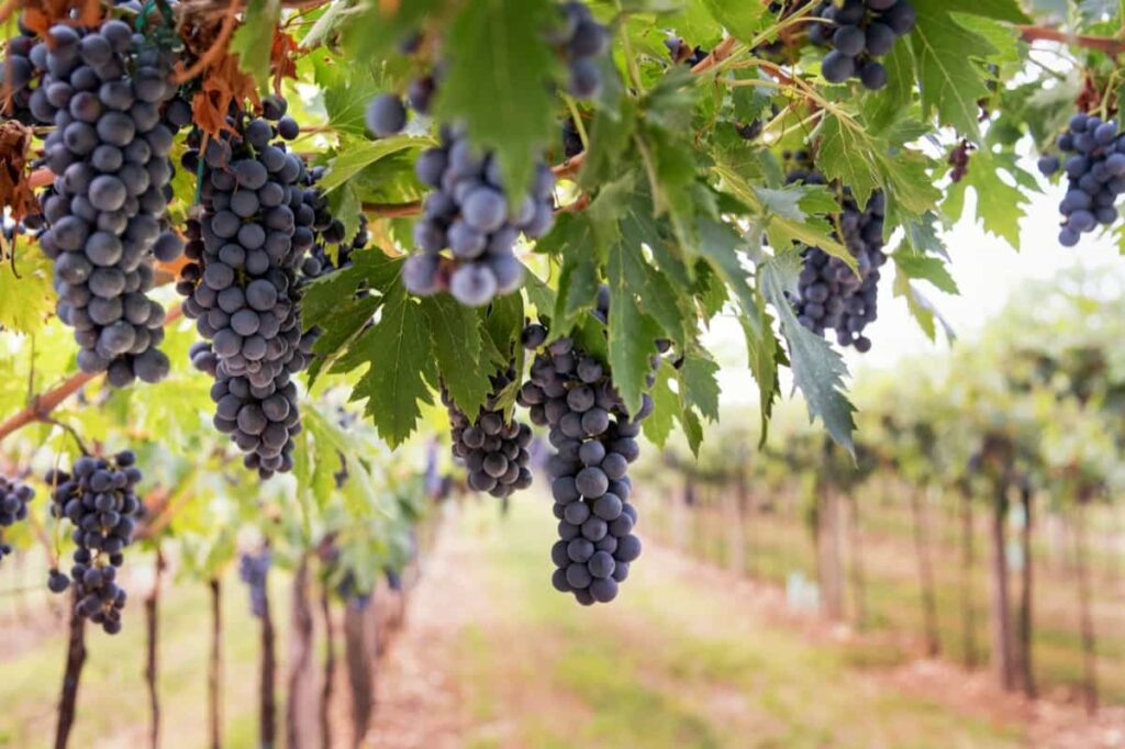 Grapes Plantation