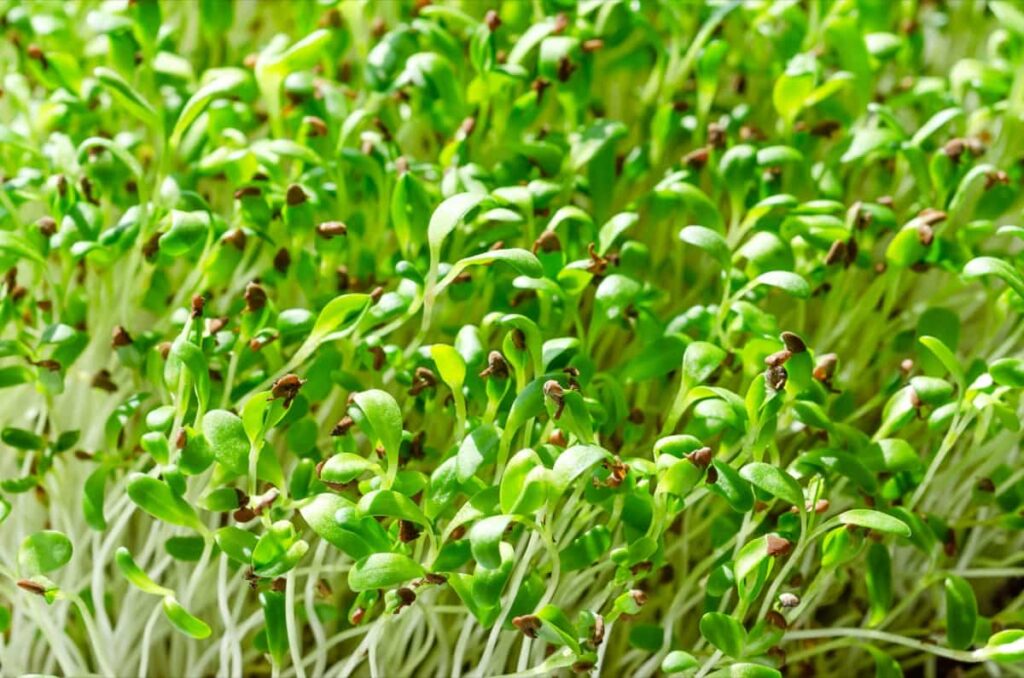 How to Grow Alfalfa Microgreens from Seeds1