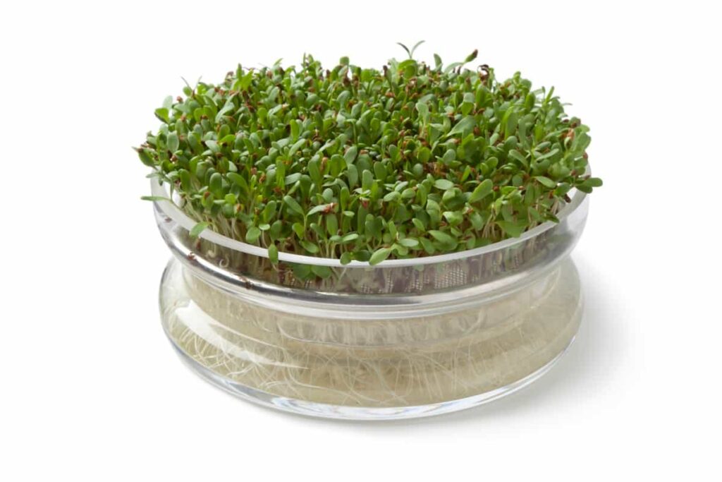 How to Grow Alfalfa Microgreens from Seeds2