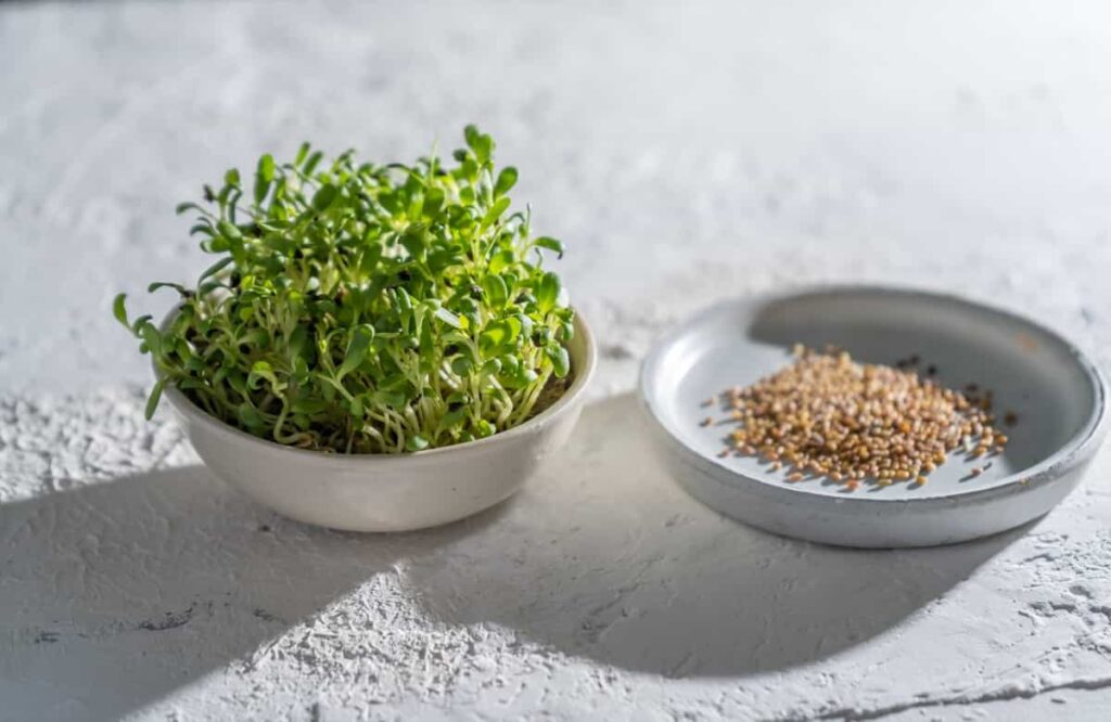 Grow Alfalfa Microgreens from Seed