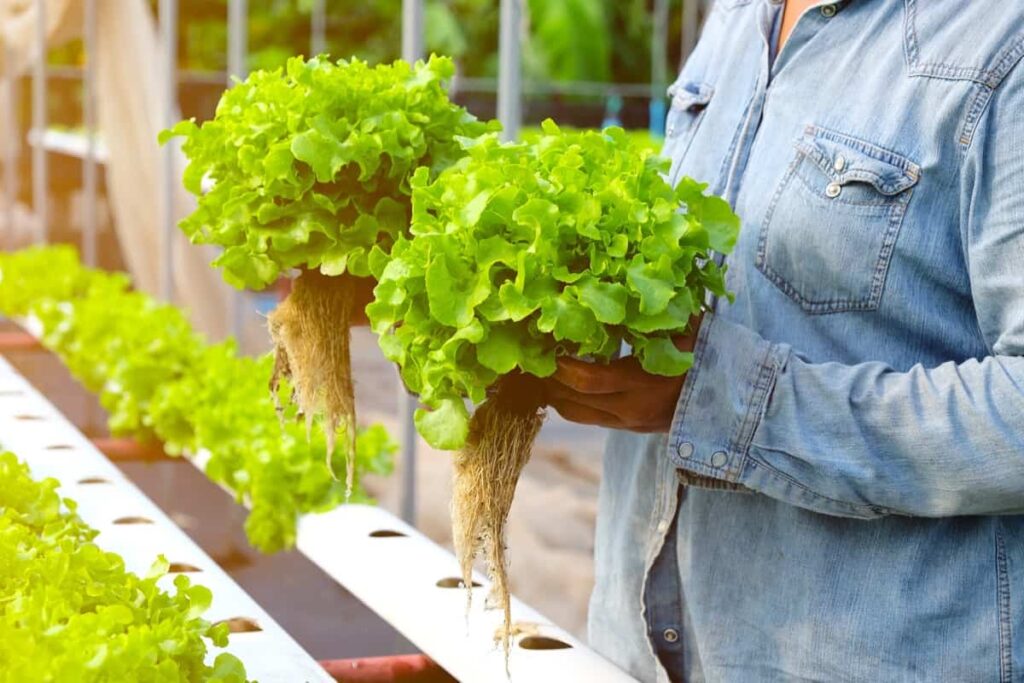 How to Grow Leafy Green Vegetables in Hydroponics