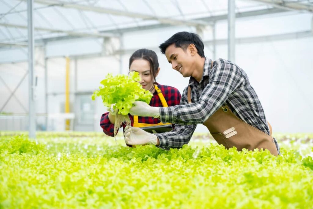 Hydroponics Lettuce Farming