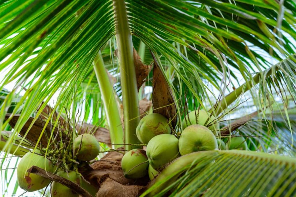 Management of Coconut Pests