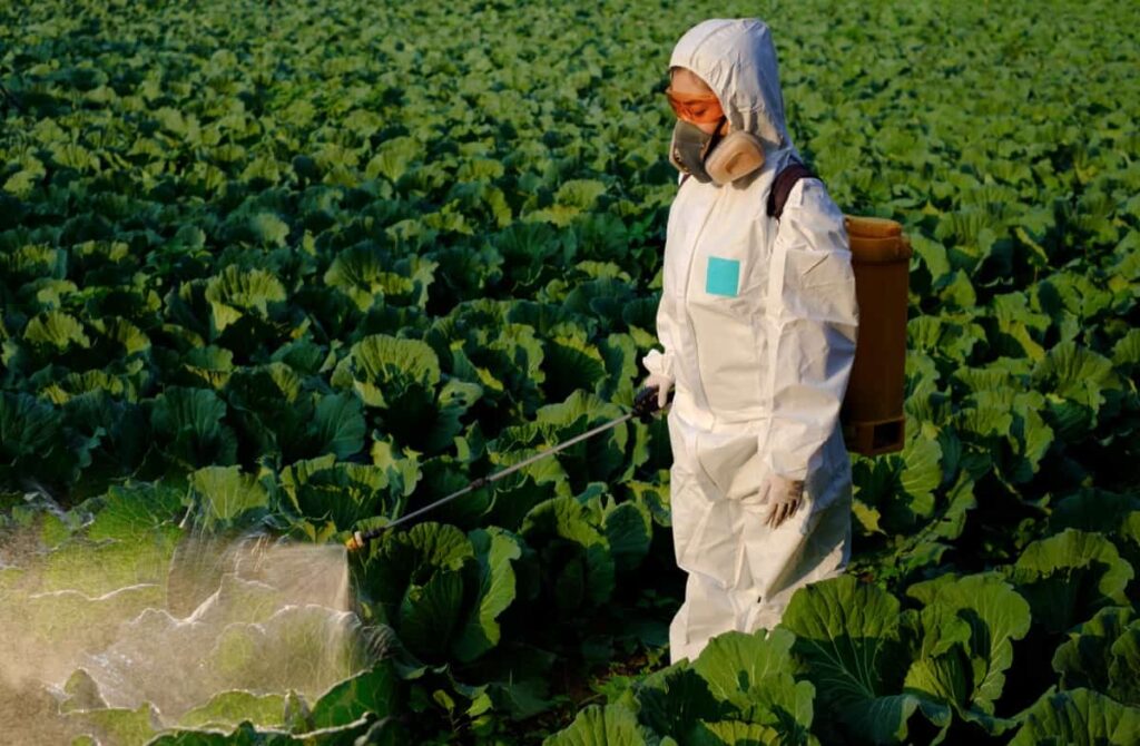 Cabbage Farm Disease Control