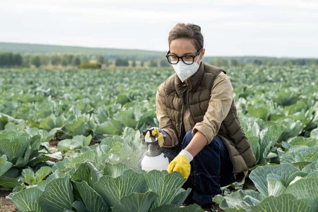 Insect Pests Management in Cabbage Farming