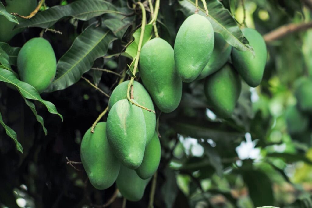 Mangoes ready to harvest