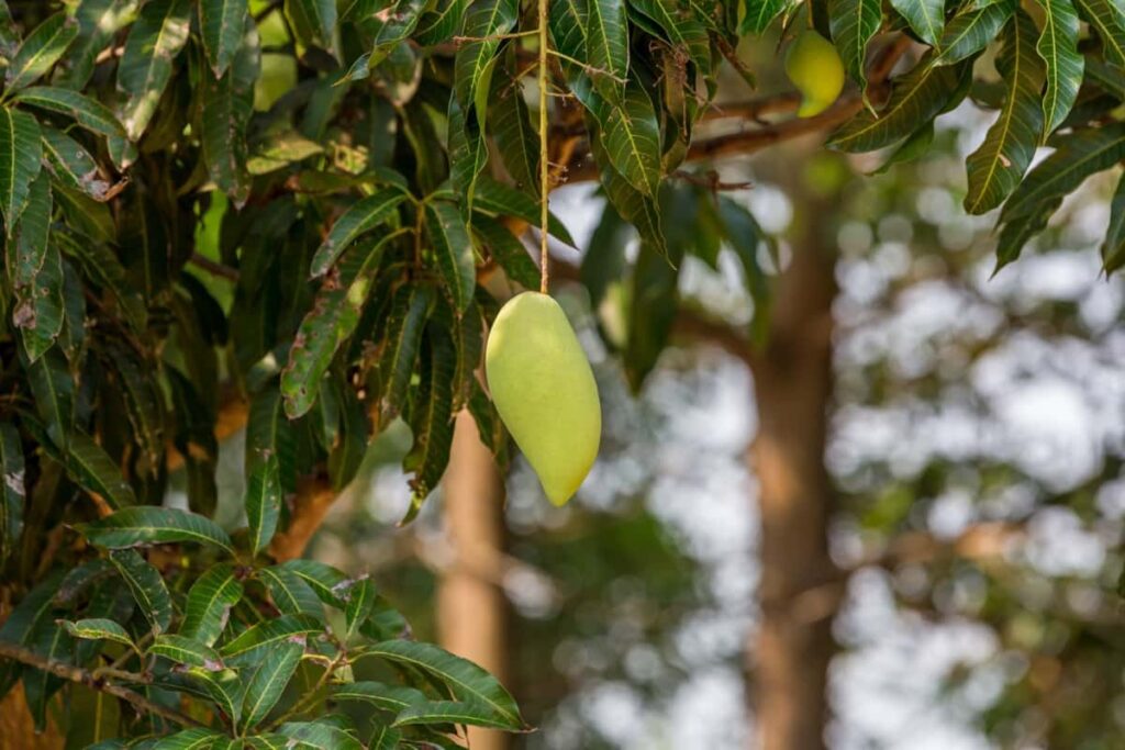 Mango Orchard Operations