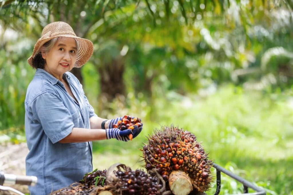 Oil Palm Orchard Management