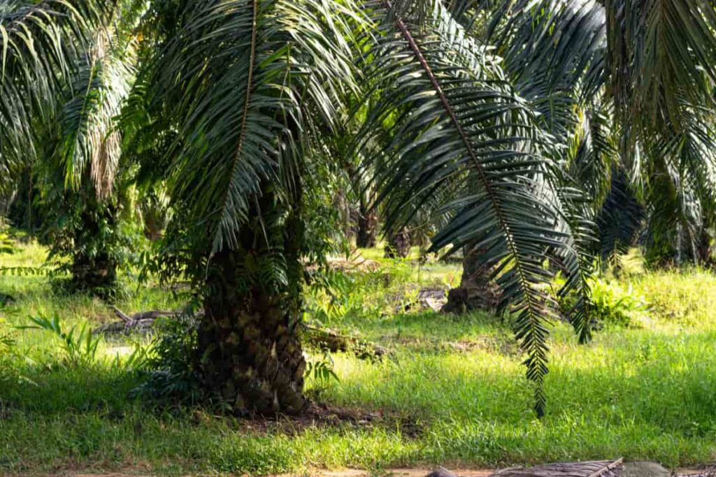 Palm Field