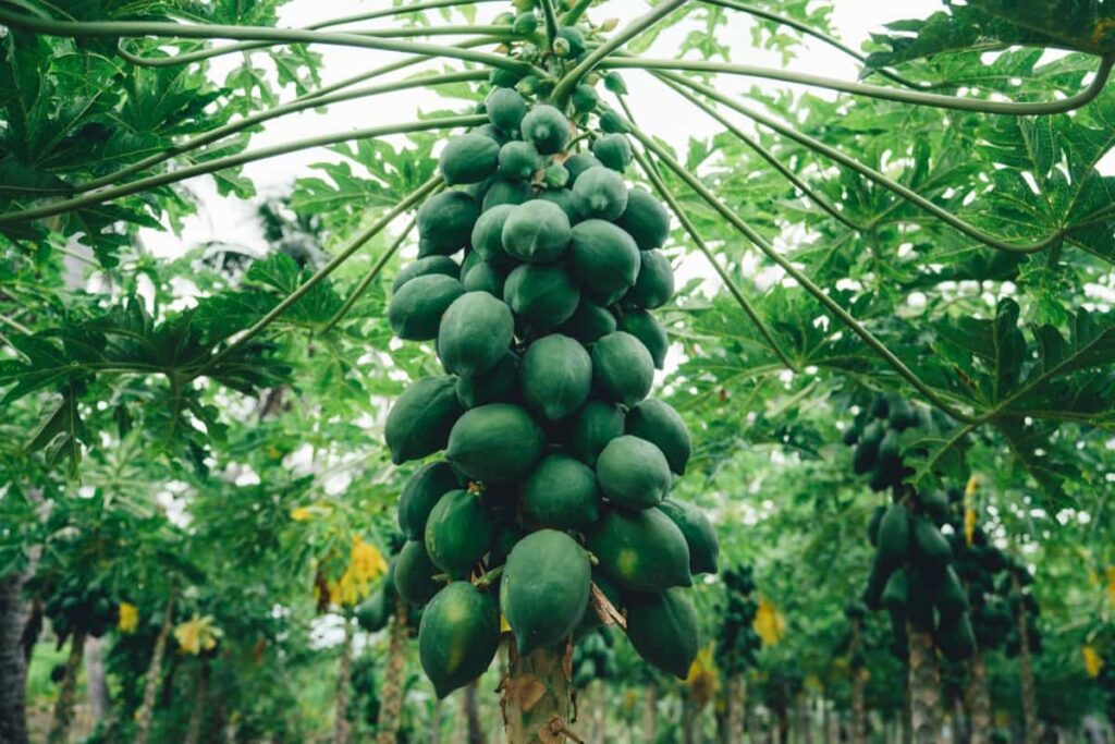 Papaya Orchard Management