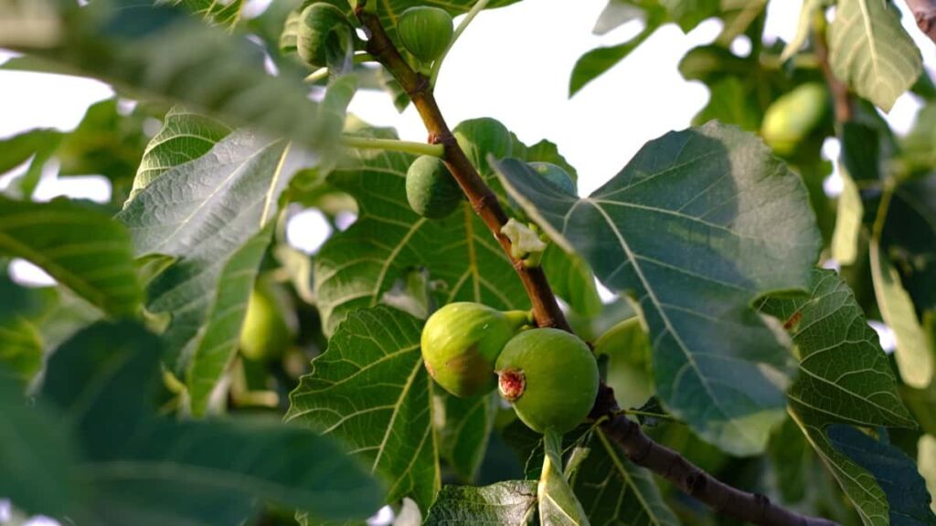 Tips to Bring a Fig Tree Out of Dormancy