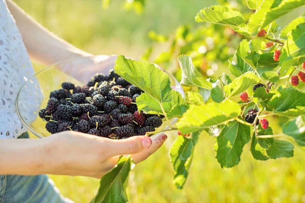 Harvesting mulberries