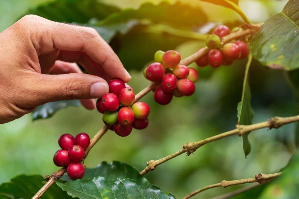 Coffee Orchard Management