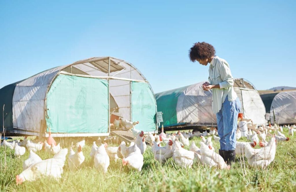 Free-Range Chicken Farm Operations Management