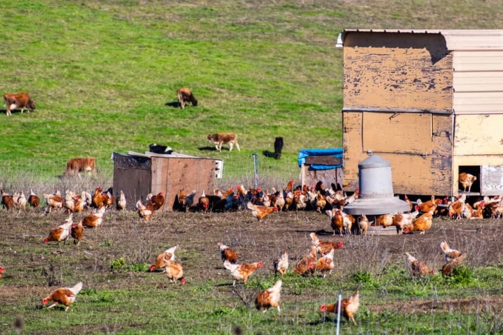 Free-Range Chicken Farming