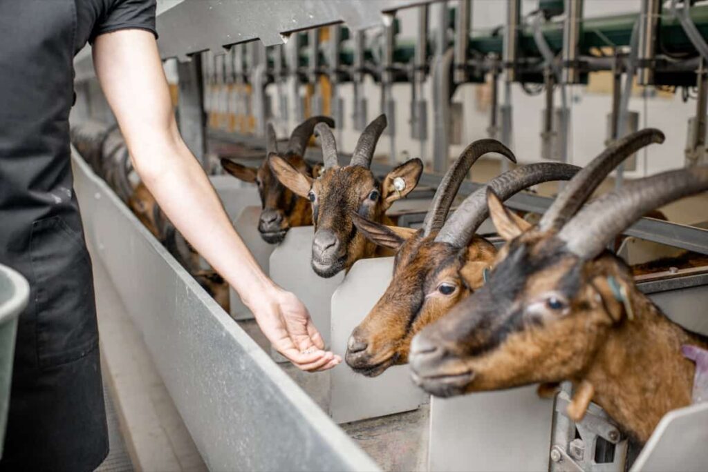 Goat Farm Operations Management
