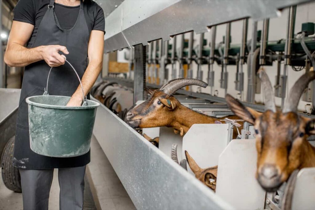 Goat farm management