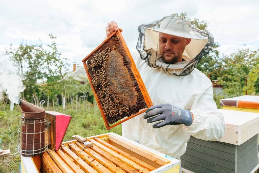 Honeybee Farming