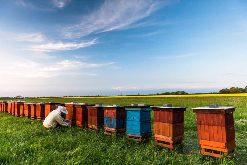 Large Scale Honeybee Farming