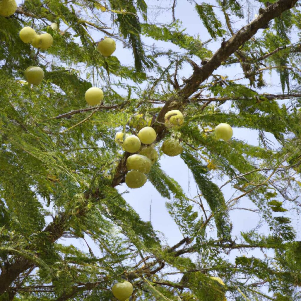Indian Gooseberry/Amla Orchard Management