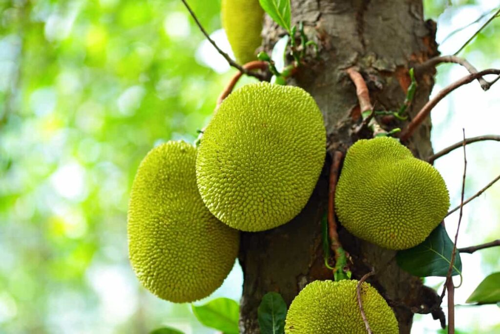 Jackfruit farming