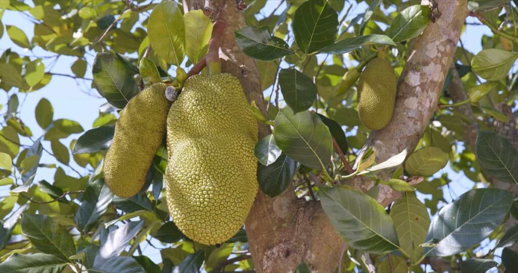 Jackfruit Orchard