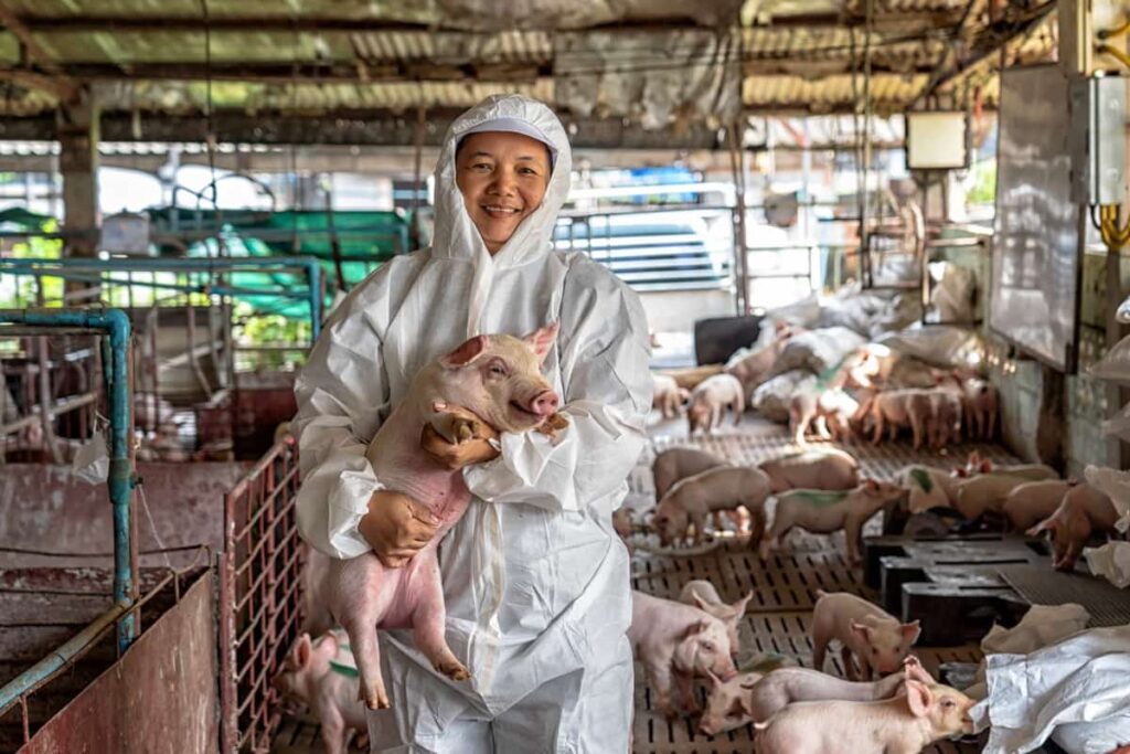 Month-wise Pig Farm Maintenance
