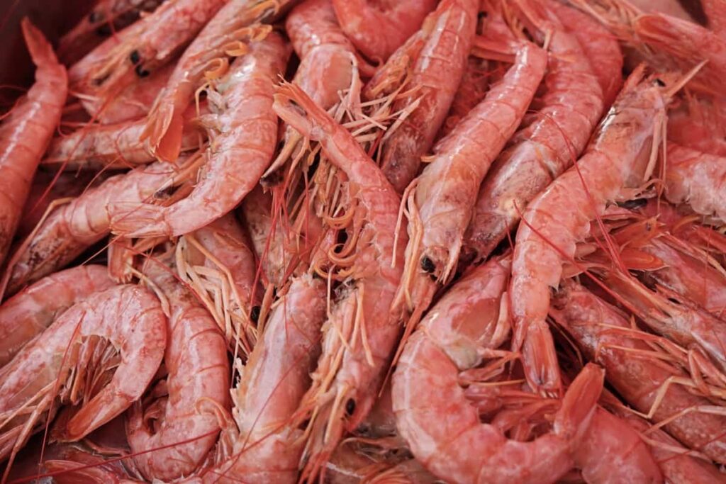 Shrimp Harvest
