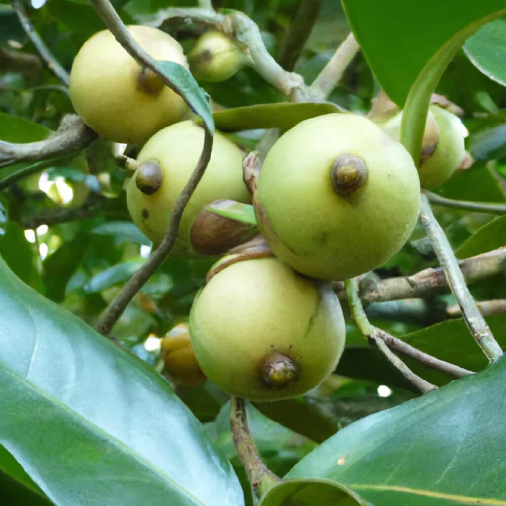 Nutmeg Orchard Management2