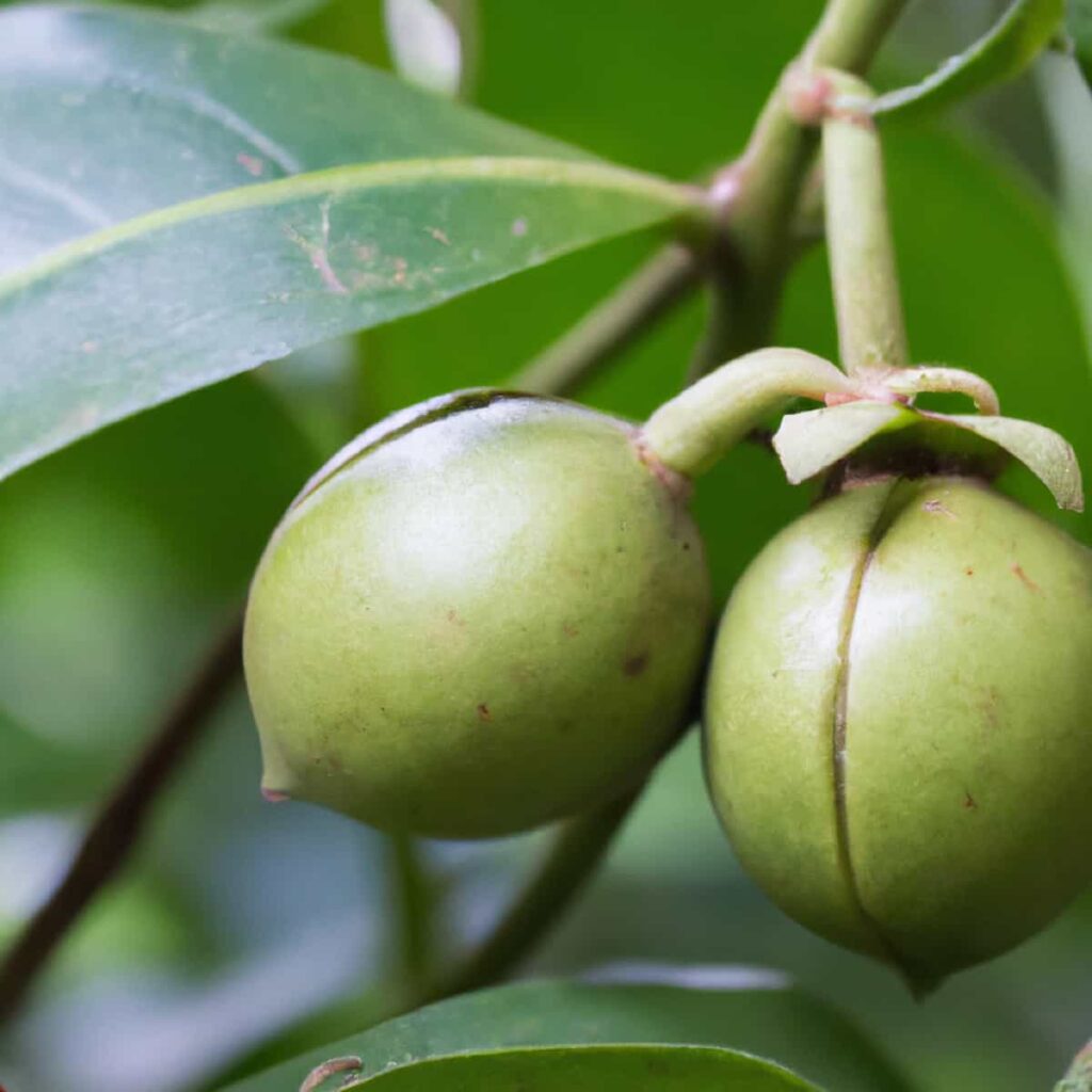 Nutmeg Orchard Management3