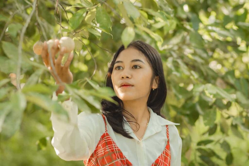 Nutmeg Orchard Management4