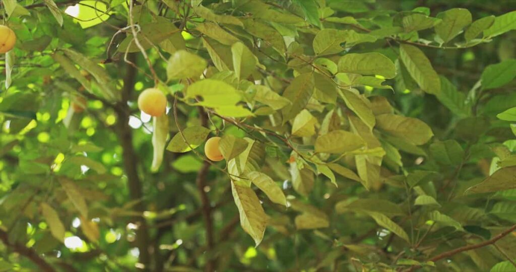 Nutmeg Orchard Management5