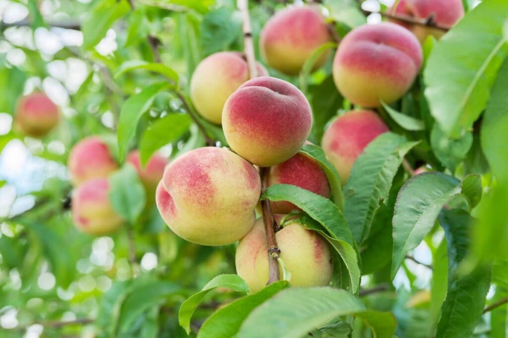 Peach Orchard Management