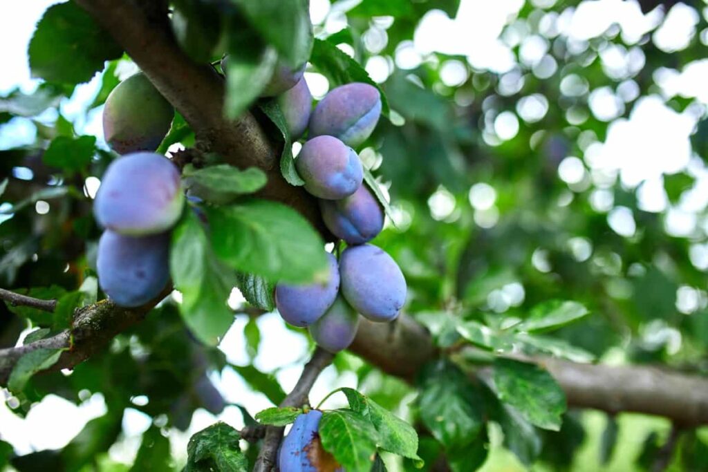 Plum Fruits ready to harvest