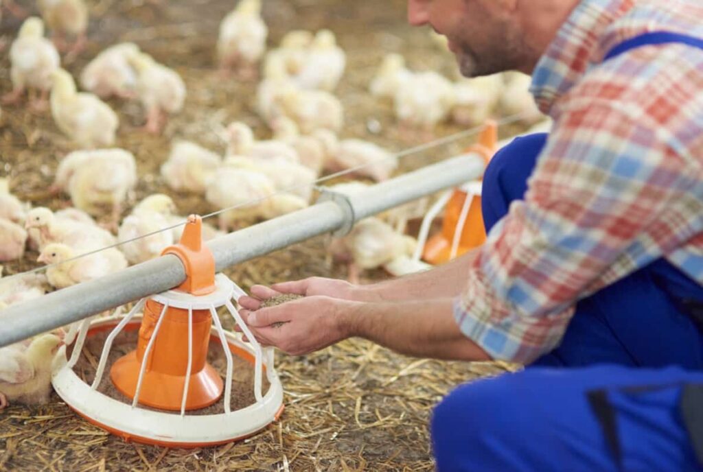Broiler Chicken Feeding Equipment 