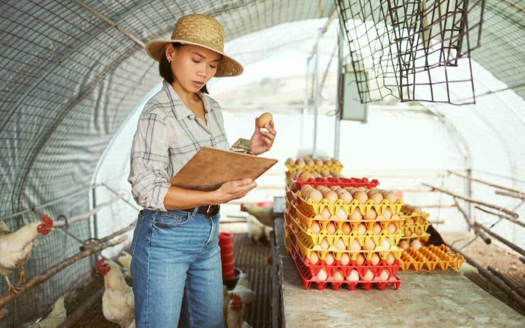 Layer Chicken Egg Inspection