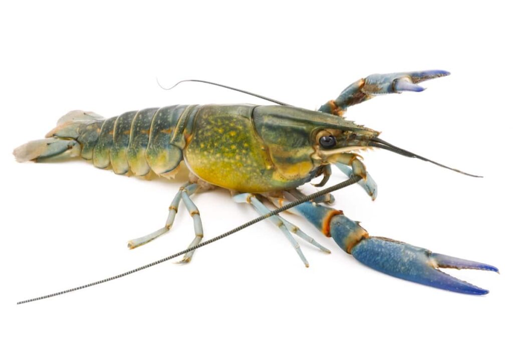 Lobster Type