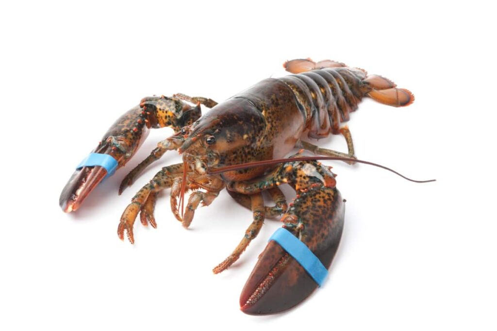 Lobster Breed
