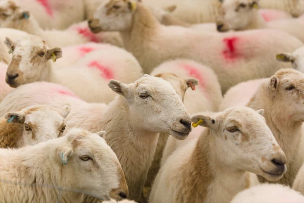 Sheep Vaccination Schedule