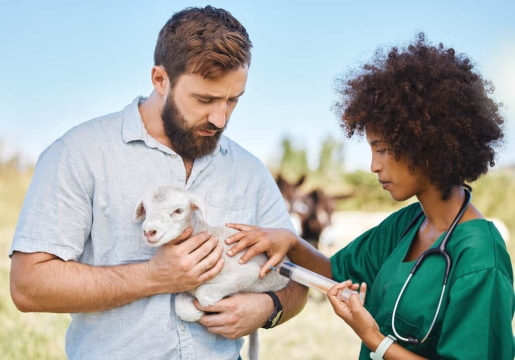 Sheep Vaccination