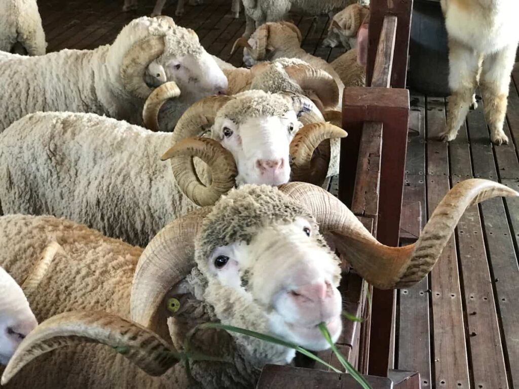Sheep Shelter