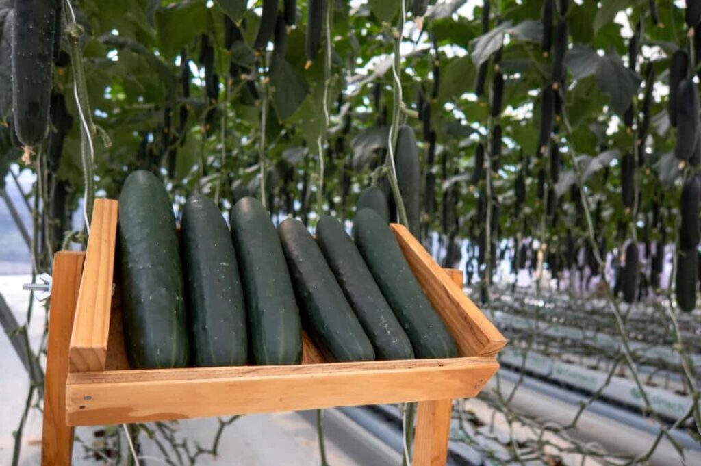Greenhouse Cucumber Farming