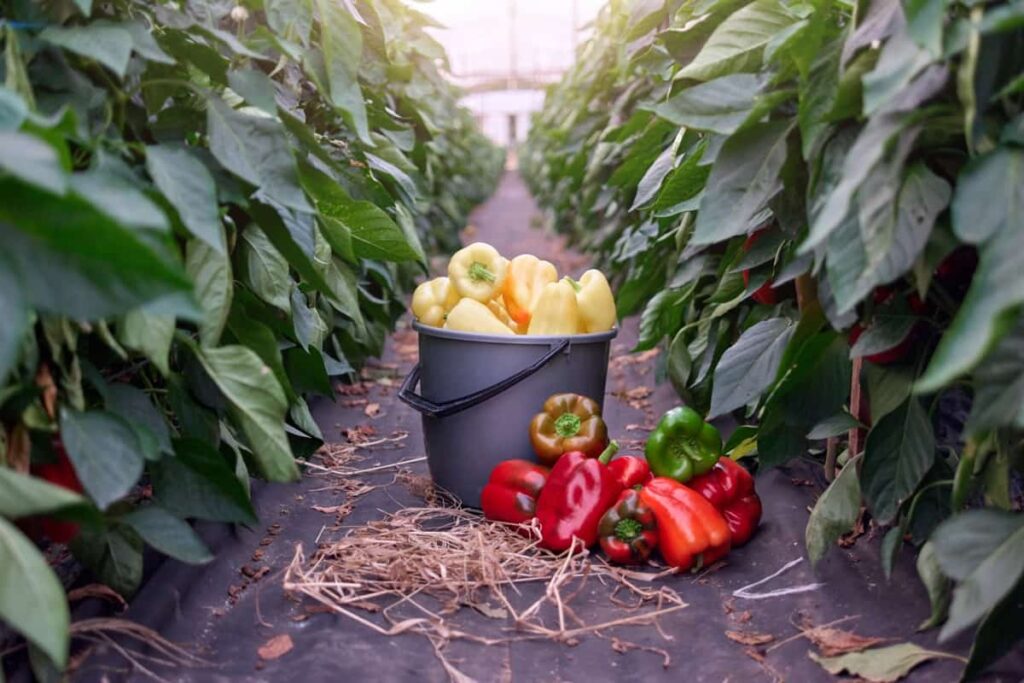Greenhouse Bell Pepper Farming